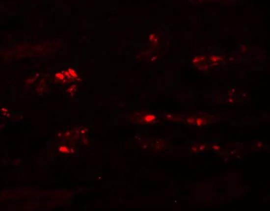 IHC-P analysis of human kidney tissue using GTX85136 STOX2 antibody. Working concentration : 20 microg/ml
