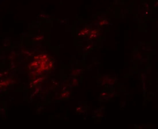 IHC-P analysis of human brain tissue using GTX85137 SHISA9 antibody. Working concentration : 20 microg/ml