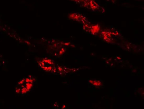 IHC-P analysis of human kidney tissue using GTX85138 PEAR1 antibody. Working concentration : 20 microg/ml