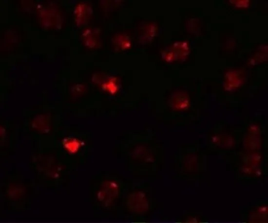 ICC/IF analysis of 3T3 cells using GTX85145 PIWIL3 antibody. Working concentration : 20 microg/ml