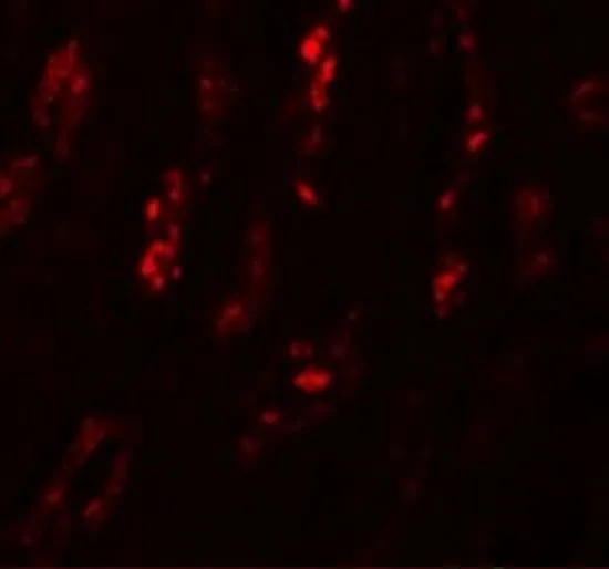IHC-P analysis of human kidney tissue using GTX85172 SCRN1 antibody. Working concentration : 20 microg/ml