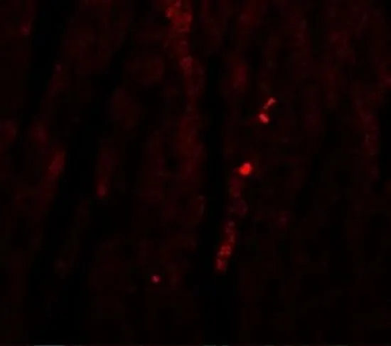 IHC-P analysis of mouse heart tissue using GTX85183 ATG13 antibody. Working concentration : 20 microg/ml
