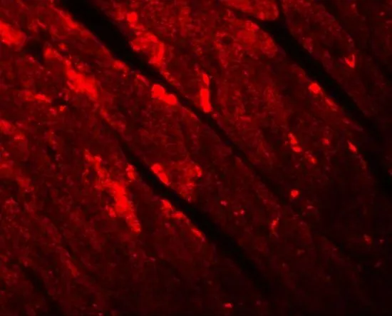 IHC-P analysis of mouse heart tissue using GTX85192 TMEM184C antibody. Working concentration : 20 microg/ml