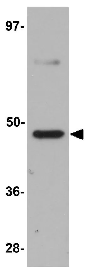 WB analysis of mouse heart tissue lysate using GTX85192 TMEM184C antibody. Working concentration : 1 microg/ml