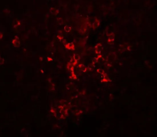 IHC-P analysis of mouse kidney tissue using GTX85204 LZTR2 antibody. Working concentration : 20 microg/ml