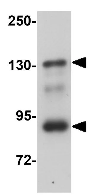 WB analysis of mouse kidney tissue lysate using GTX85204 LZTR2 antibody. Working concentration : 1 microg/ml