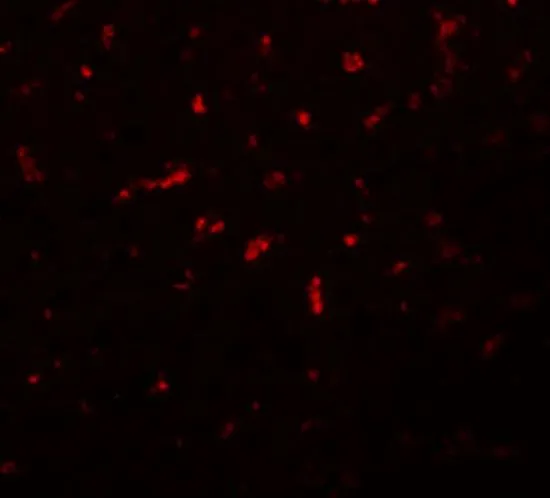 IHC-P analysis of rat liver tissue using GTX85206 RSRC1 antibody. Working concentration : 20 microg/ml