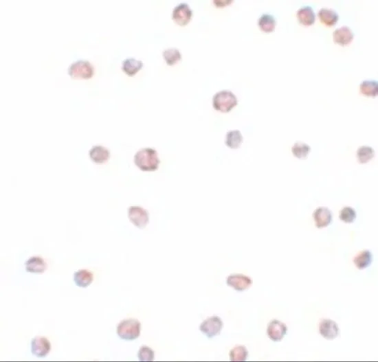 ICC/IF analysis of 3T3 cells using GTX85208 ARHGAP18 antibody. Working concentration : 2.5 microg/ml