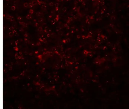 IHC-P analysis of mouse kidney tissue using GTX85216 SLFN14 antibody. Working concentration : 20 microg/ml