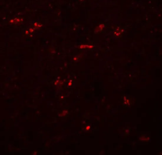 IHC-P analysis of human brain tissue using GTX85225 ZNF536 antibody. Working concentration : 20 microg/ml