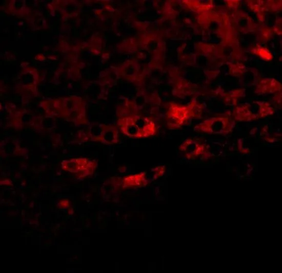 IHC-P analysis of rat liver tissue using GTX85248 TBKBP1 antibody. Working concentration : 20 microg/ml