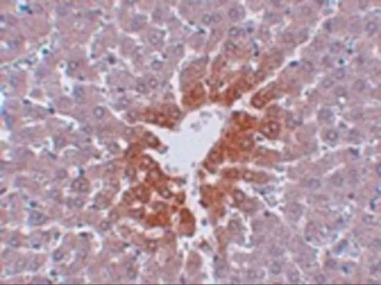 IHC-P analysis of rat liver tissue using GTX85250 JMJD7 antibody. Working concentration : 2.5 microg/ml IHC-P analysis of rat liver tissue using GTX85250 JMJD7 antibody. Working concentration : 2.5 microg/ml