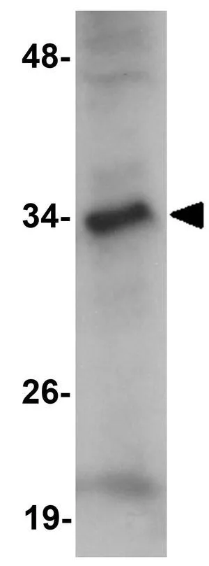 WB analysis of 3T3 cell lysate using GTX85250 JMJD7 antibody. Working concentration : 1 microg/ml