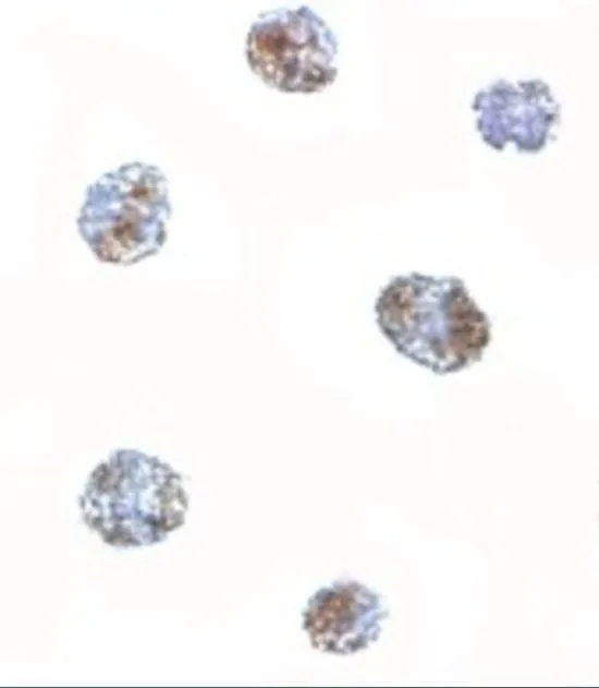 ICC/IF analysis of 3T3 cells using GTX85288 MATN3 antibody. Working concentration : 5 microg/ml