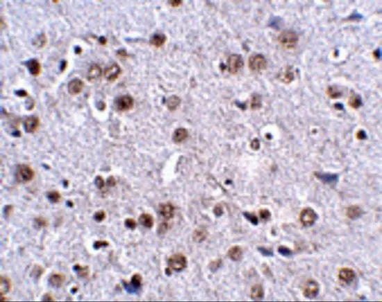 IHC-P analysis of mouse brain tissue using GTX85341 LRFN4 antibody. Working concentration : 2.5 microg/ml IHC-P analysis of mouse brain tissue using GTX85341 LRFN4 antibody. Working concentration : 2.5 microg/ml