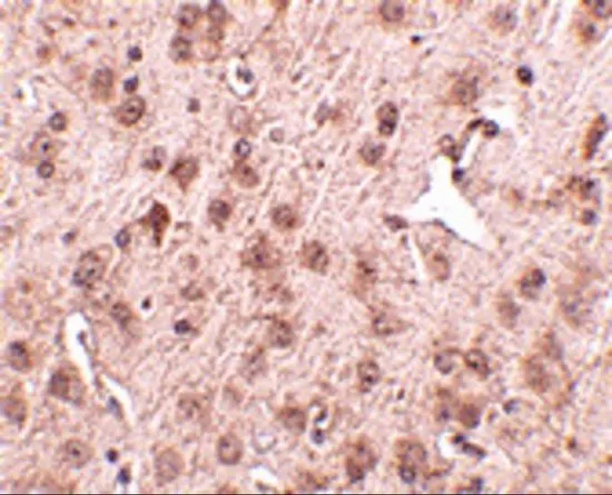 IHC-P analysis of mouse brain tissue using GTX85359 NIPSNAP3A antibody. Working concentration : 2.5 microg/ml IHC-P analysis of mouse brain tissue using GTX85359 NIPSNAP3A antibody. Working concentration : 2.5 microg/ml