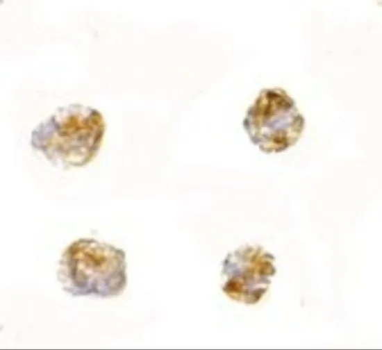 ICC/IF analysis of 3T3 cells using GTX85382 PARL antibody. Working concentration : 2.5 microg/ml