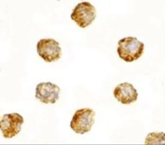 ICC/IF analysis of 3T3 cells using GTX85387 DNAL1 antibody. Working concentration : 2.5 microg/ml