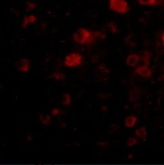 IHC-P analysis of human brain tissue using GTX85398 VGF antibody. Working concentration : 20 microg/ml