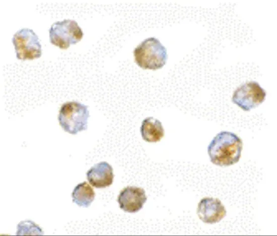 ICC/IF analysis of A-20 cells using GTX85438 ORAI3 antibody. Working concentration : 5 microg/ml