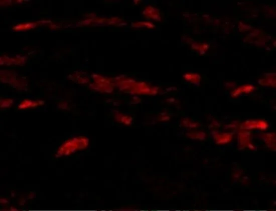 IHC-P analysis of mouse heart tissue using GTX85446 Neuritin antibody. Working concentration : 20 microg/ml