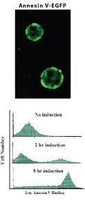 Detection of Apoptosis with Annexin V-EGFP. Apoptosis was induced in Jurkat cells by camptothecin (2 mM) for various times as indicated. Cells were collected and incubated with Annexin V-EGFP for 5 minutes according to the kit instructions.