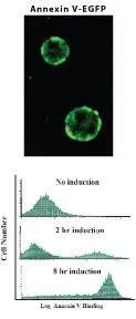 Detection of Apoptosis with Annexin V-EGFP. Apoptosis was induced in Jurkat cells by camptothecin (2 mM) for various times as indicated. Cells were collected and incubated with Annexin V-EGFP for 5 minutes according to the kit instructions. Results were analyzed by fluorescence microscopy (top panel) and flow cytometry (bottom panel).