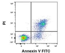 FACS analysis of Jurkat cells treated overnight with 1ug/mL Fas antibody using GTX85591 Annexin V-FITC Apoptosis Detection Kit. <br>Bottom right quadrant : Viable cells undergoing early apoptosis.<br>Top right quadrant : Cells that are in late-stage apoptosis.
