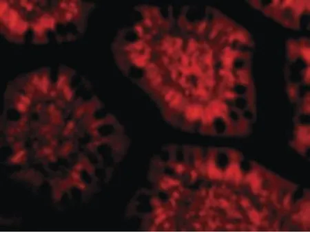 IHC analysis of human small intestine tissue using GTX85687 PHAP3 antibody. Dilution : 10microg/ml