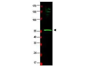 WB analysis of HeLa whole cell lysate using GTX85831 RAD23B antibody. Dilution : 1:500 WB analysis of HeLa whole cell lysate using GTX85831 RAD23B antibody. Dilution : 1:500