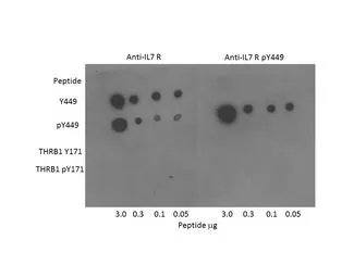 WB analysis of IL-7 Receptor total and pY449 forms of the immunizing peptide and THRB1t total and pY171 forms as controls using GTX85865 IL7 Receptor alpha antibody. Dilution : 1:400