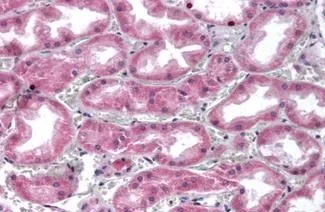 IHC-P analysis of human kidney tissue using GTX85882 Glypican 4 antibody. Antigen retrieval : Heat-induced antigen retrieval IHC-P analysis of human kidney tissue using GTX85882 Glypican 4 antibody. Antigen retrieval : Heat-induced antigen retrieval