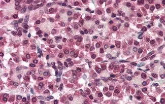IHC-P analysis of human pancreas tissue using GTX85882 Glypican 4 antibody. Antigen retrieval : Heat-induced antigen retrieval