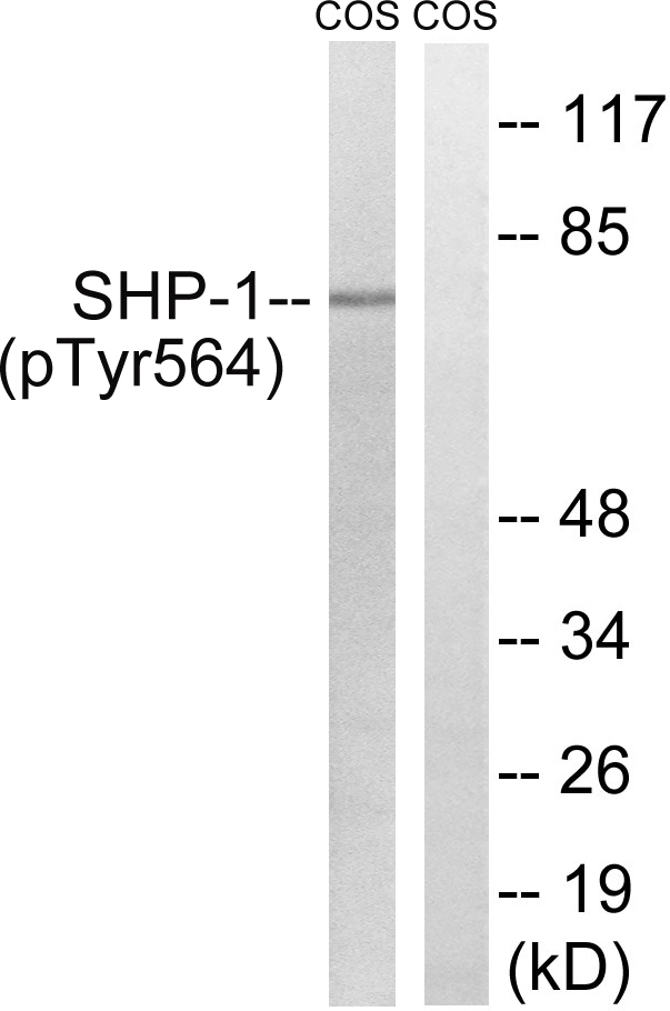 WB analysis of COS7 cells treated with EGF 200ng/ml (30mins) lysate using GTX86454 SHP1 (phospho Tyr564) antibody. The lane on the right is blocked with the synthesized peptide.