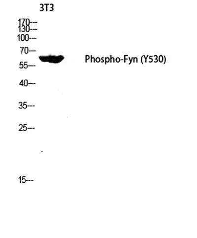 WB analysis of 3T3 cell lysates using GTX86757 Fyn (phospho Tyr530) antibody. Dilution : 1:2000