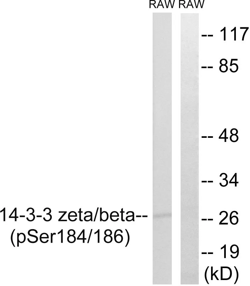 WB analysis of RAW264.7 treated with 15 mins UV lysates using GTX86822 14-3-3 beta/zeta (phospho Ser186/Ser184) antibody. The lane on the right is blocked with the phospho peptide.