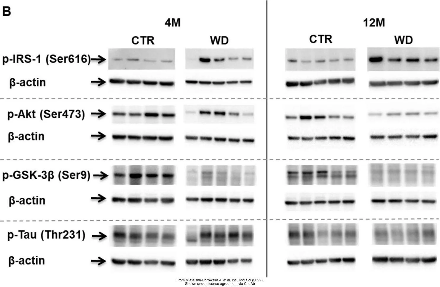 The data was published in the 2022 in Int J Mol Sci. PMID: 35563135