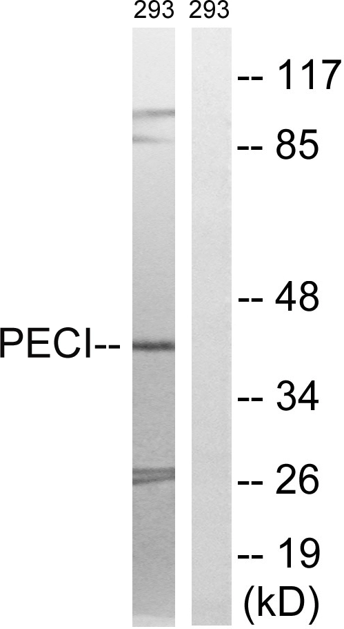 WB analysis of 293 cell lysates using GTX87000 PECI antibody. The lane on the right is blocked with the synthesized peptide.