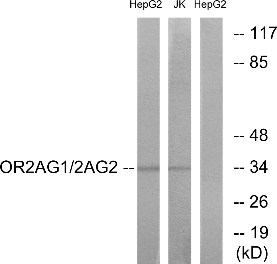 WB analysis of HepG2 and Jurkat cell lysates using GTX87074 OR2AG1 + OR2AG2 antibody. The lane on the right is blocked with the synthesized peptide.