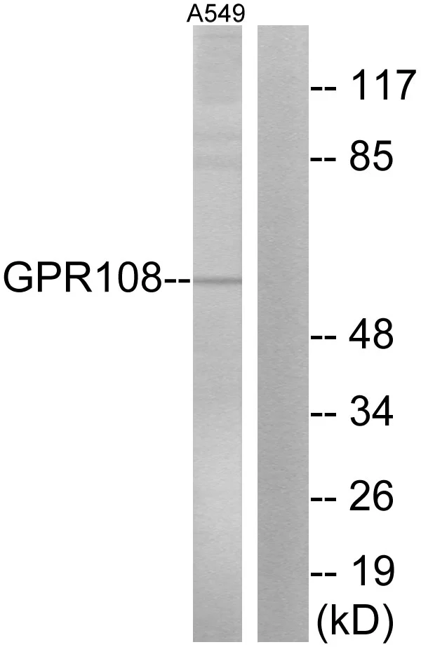 WB analysis of A549 cell lysates using GTX87178 GPR108 antibody. The lane on the right is blocked with the synthesized peptide.