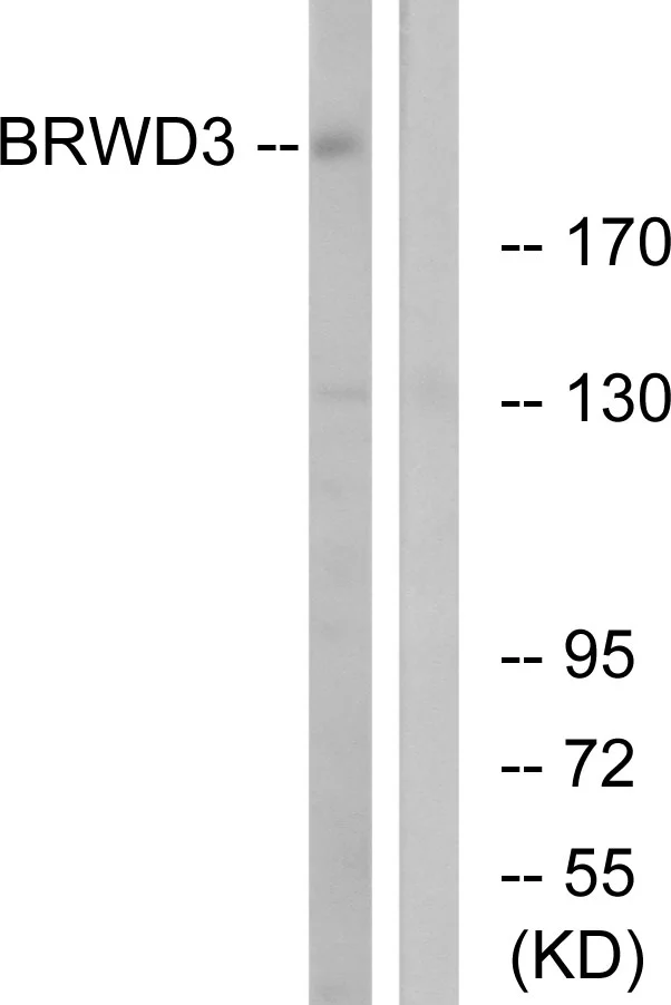 WB analysis of COLO cell lysates using GTX87222 BRWD3 antibody. The lane on the right is blocked with the synthesized peptide.