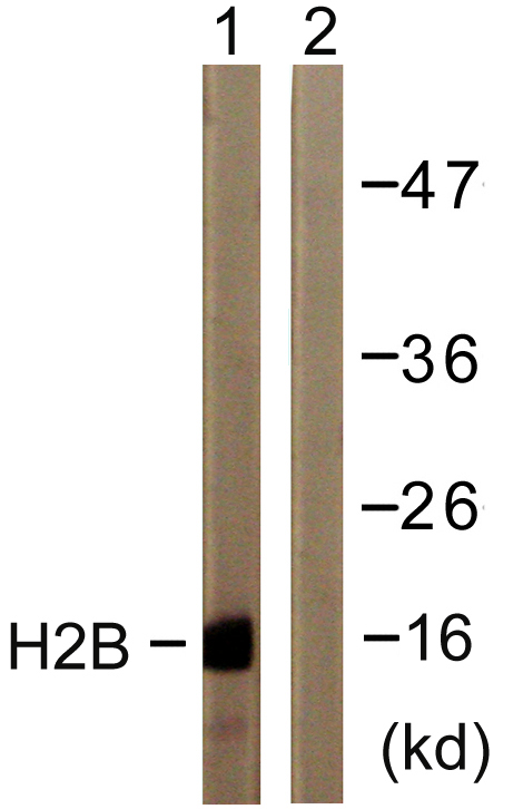 Histone H2B antibody