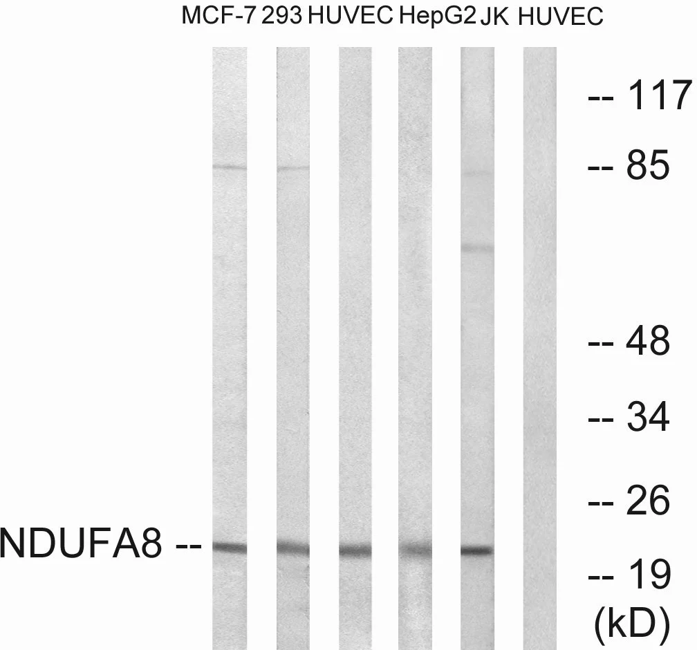 WB analysis of HUVEC, MCF-7, Jurkat, HepG2, and 293 cell lysates using GTX87418 NDUFA8 antibody. The lane on the right is blocked with the synthesized peptide.