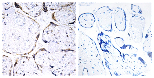 IHC-P analysis of human placenta tissue using GTX87432 POFUT2 antibody. The picture on the right is blocked with the synthesized peptide.
