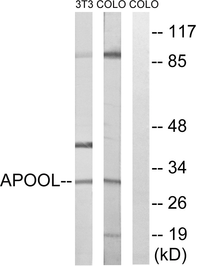 WB analysis of COLO and NIH/3T3 cell lysates using GTX87433 Apolipoprotein O like antibody. The lane on the right is blocked with the synthesized peptide. WB analysis of COLO and NIH/3T3 cell lysates using GTX87433 Apolipoprotein O like antibody. The lane on the right is blocked with the synthesized peptide.