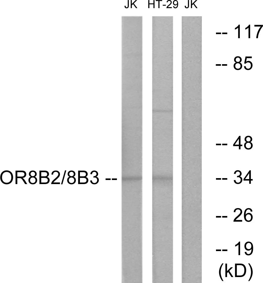 WB analysis of Jurkat and HT-29 cell lysates using GTX87591 OR8B2 + OR8B3 antibody. The lane on the right is blocked with the synthesized peptide. WB analysis of Jurkat and HT-29 cell lysates using GTX87591 OR8B2 + OR8B3 antibody. The lane on the right is blocked with the synthesized peptide.