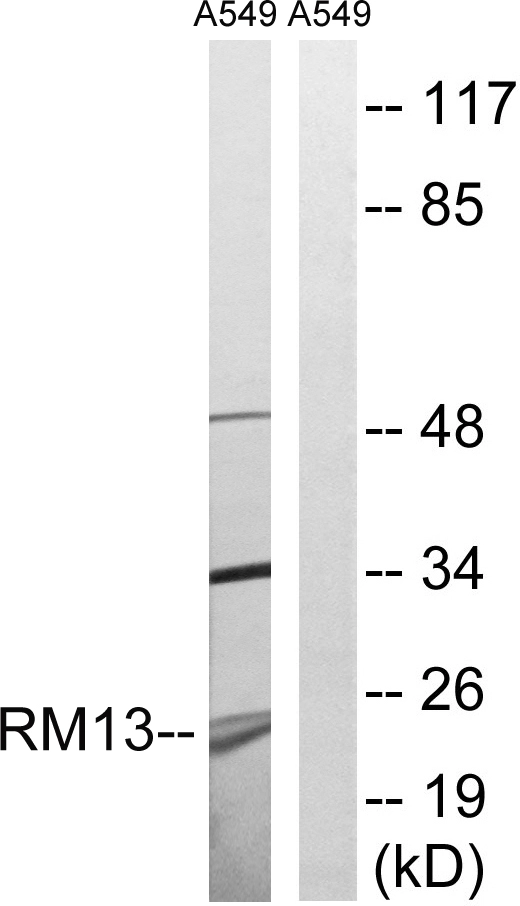 WB analysis of A549 cell lysates using GTX87614 MRPL13 antibody. The lane on the right is blocked with the synthesized peptide.