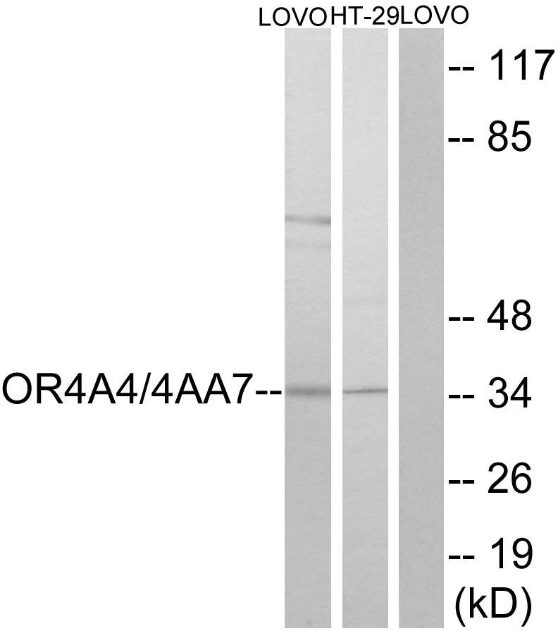 WB analysis of LOVO cell and HT29 cell lysates using GTX87617 OR4A4 + OR4A47 antibody. The lane on the right is blocked with the synthesized peptide.