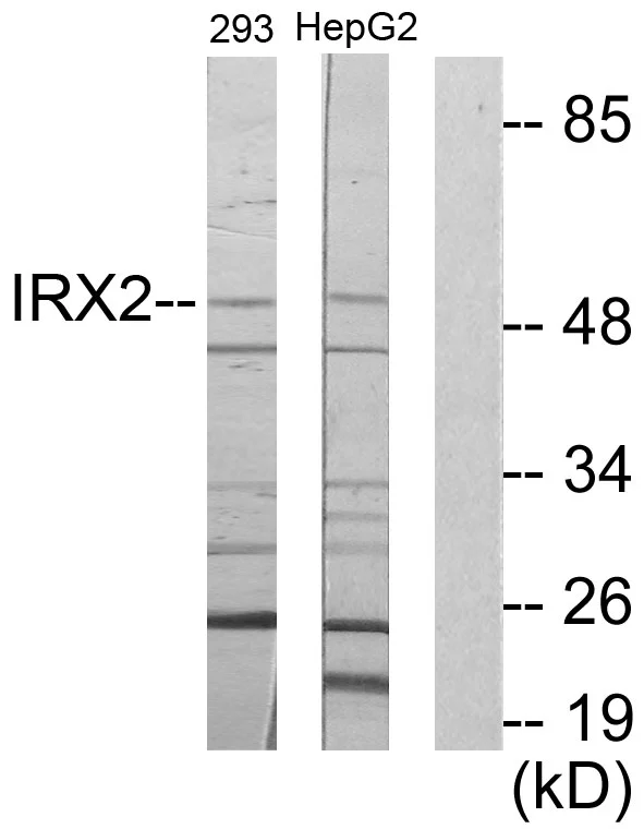 WB analysis of 293 and HepG2 cell lysates using GTX87634 IRX2 antibody. The lane on the right is blocked with the synthesized peptide.