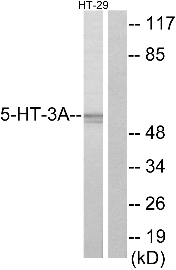 WB analysis of HT-29 cell lysates using GTX87666 5-HT3A receptor antibody. The lane on the right is blocked with the synthesized peptide. WB analysis of HT-29 cell lysates using GTX87666 5-HT3A receptor antibody. The lane on the right is blocked with the synthesized peptide.